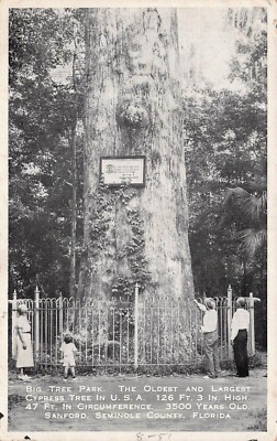 Sanford FL Big Oldest Cypress Tree The Senator Disaster Fire Vtg Postcard F28