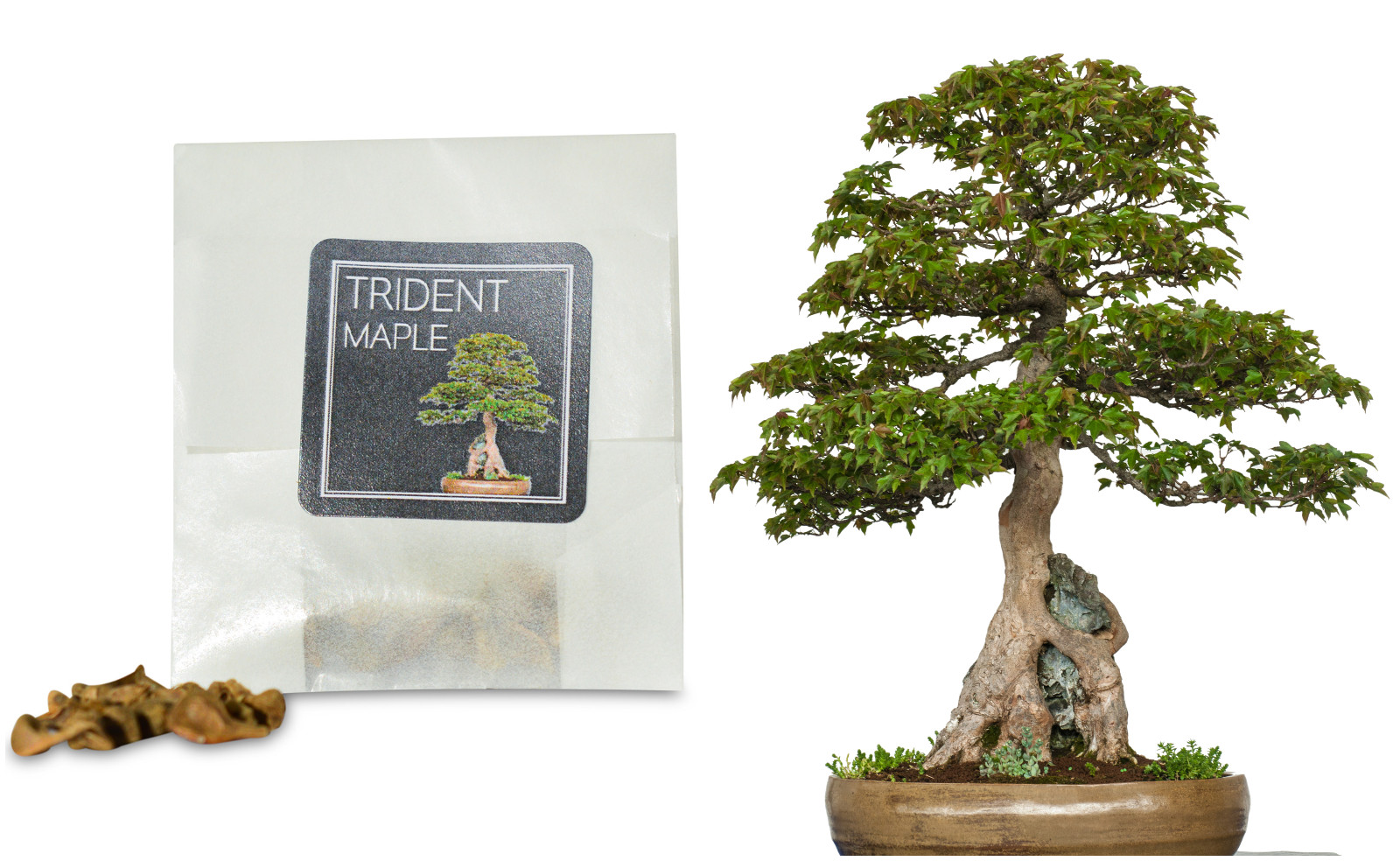 30 Trident Maple Bonsai Seeds | Grow Your Own Bonsai Tree | Good Bonsai Gift
