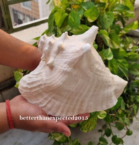 Very Large 10" x 10" HORNED King Helmet Shankh CONCH SHELL Sound Blowing Shankha - Picture 3 of 5