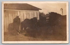 Postcard RPPC Horses by Barn