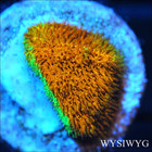 Corals of Eden ~ WYSIWYG Live Coral Frag ~ Watermelon Pssammocora ~ LPS SPS — photo 1