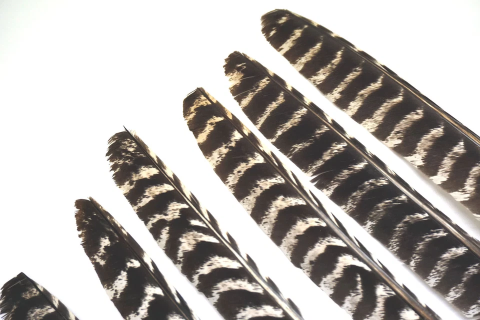 50 真正等级 #1 左翼野生土耳其初级羽毛带羽毛笔 — 第 3/3 张图片