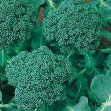 500++ BROCCOLI SEEDS  (CALABRESE) | NON - GMO USA SELLER FREE SHIPPING!