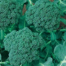 500++ BROCCOLI SEEDS  (CALABRESE) | NON - GMO USA SELLER FREE SHIPPING!