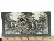 Keystone V14498 Cutting Tobacco Plantation Havana Cuba Stereoview Card