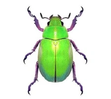 Chrysina beyeri ONE REAL GREEN SCARAB BEETLE UNMOUNTED PACKAGED ARIZONA USA