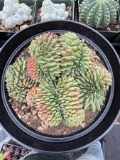 Gymnocalycium mihanovicci inermis Cristata 'Spineless' variegated Gen-3  8” Pot
