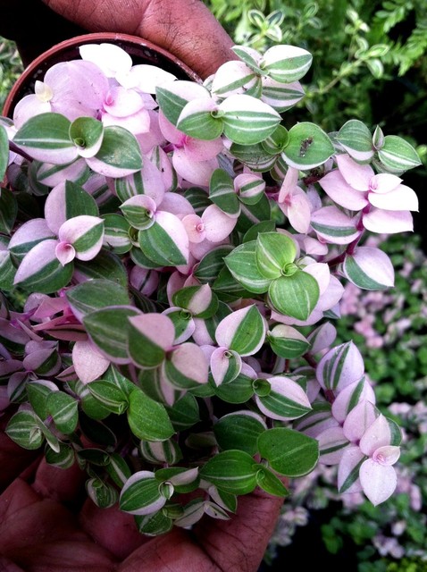 Tri Color Bolivian Jew or Turtle Vine (callisia Repens ...