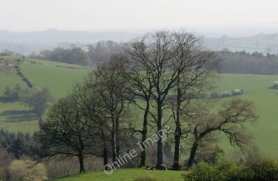 Photo 6x4 Stand of trees Cross o'th hands Just north of Muggintonlane End c2011