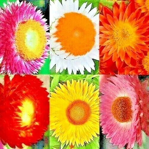 STRAWFLOWER 50+ SEEDS 🌼 HEIRLOOM EVERLASTING • CUT/DRIED BLOOMS • FREE SHIPPING - Image 3 of 4