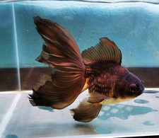XXL Black Apache Orchidtail Oranda Goldfish WYSIWYG 1