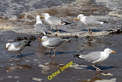 Photo 6x4 Herring gulls at North Berwick The gulls were feeding along a h c2012