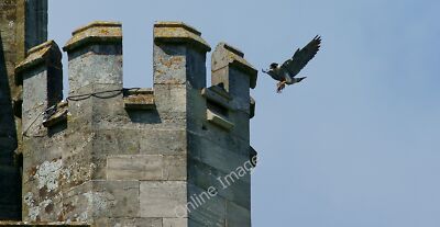 Photo 12x8 Peregrine at Chichester Cathedral Adult peregrine (Falco peregr c2011