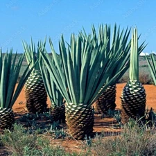 100 (Agave sisalana) Seeds Rare Century Plant Exotic Succulent Sisal Cactus Tree