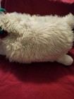 14 inch White Plush Sheep — photo 3