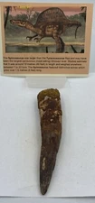 Spinosaurus Teeth Dinosaur F0SSIL Before T Rex Cretaceous J902
