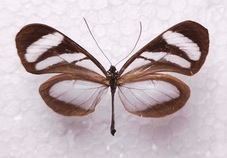 Oleria onega crispinilla male Peru Ithomiidae Schmetterlinge Entomologie