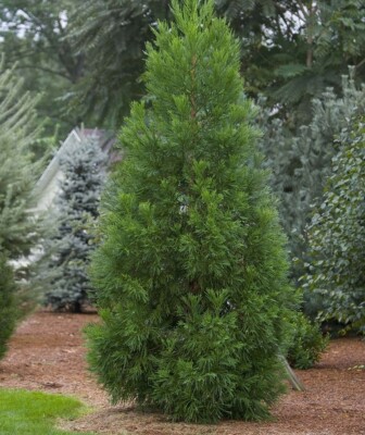 Radicans Cryptomeria ( japanese cedar )  - Live Plant - ( 1 QT )