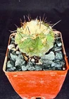 Copiapoa esmeraldana, cactus plant