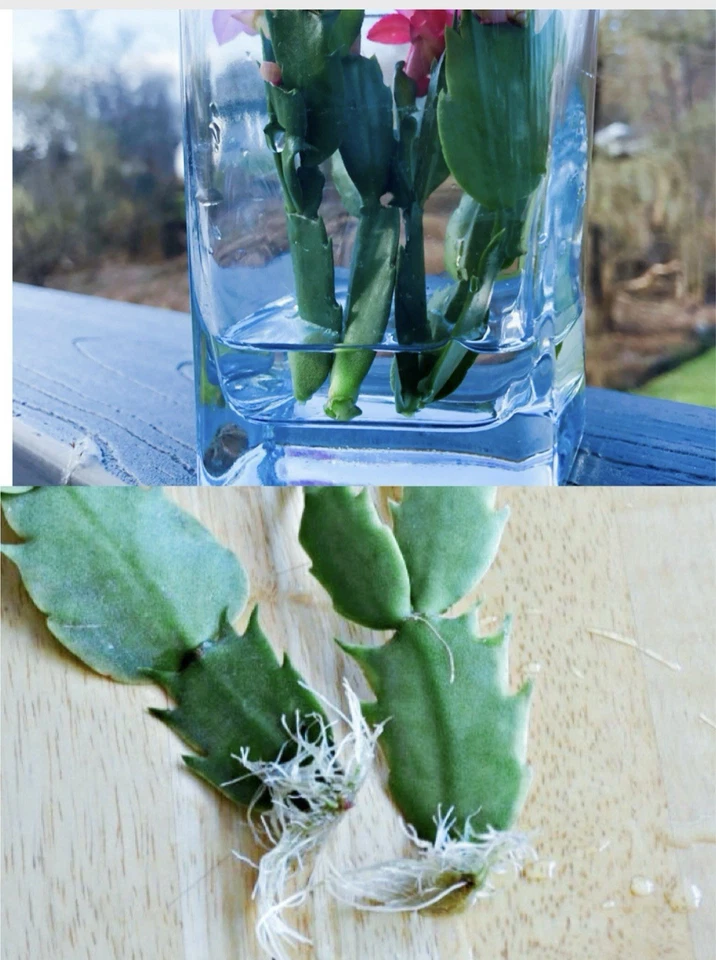 12 CORTES de cacto de Natal com 6 cores na foto. Estacas extras incluídas. - Imagem 4 de 4