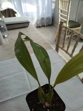 live orchid coelogyne speciosa ,flowering