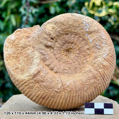RAR: Rugiferite Rugifer Ammonit Fossil - Mittelbathonian, Jura -