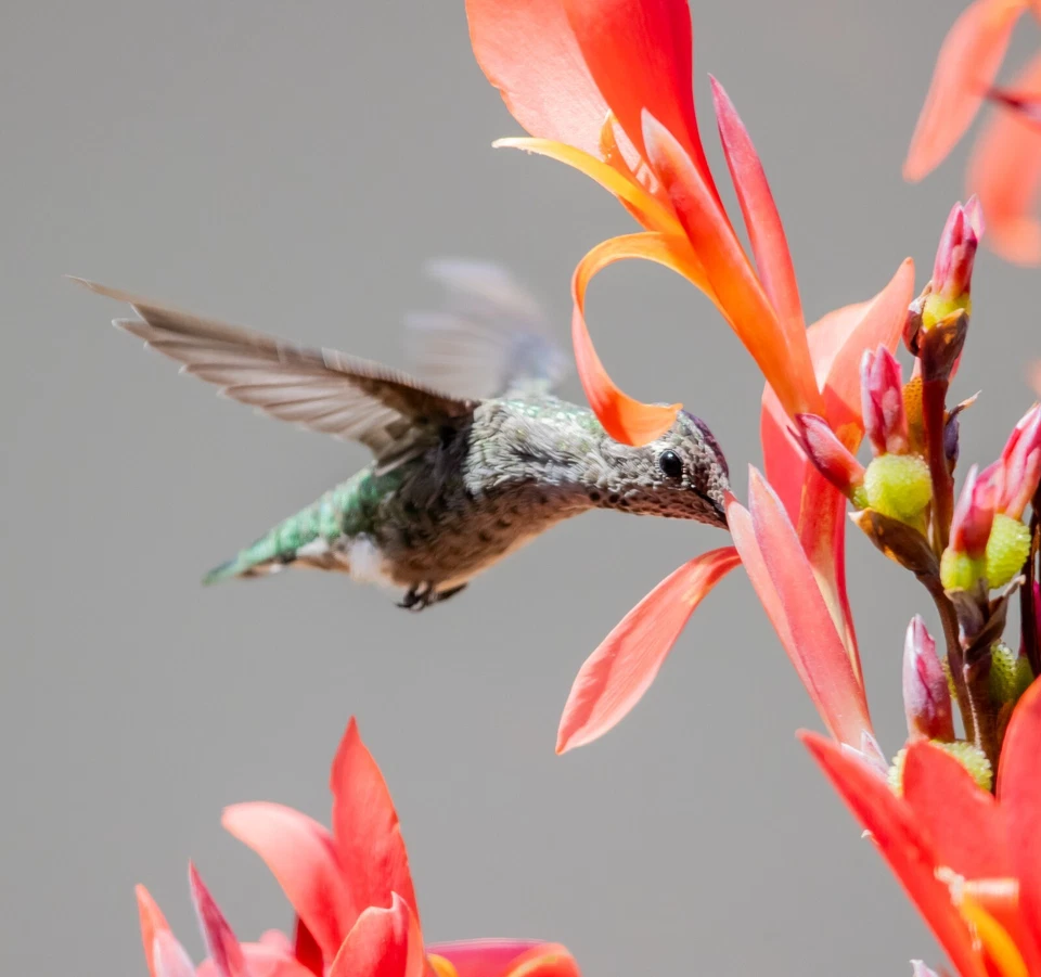 30 Red Orange TALL Robert Kemp Canna Lily Seeds (美人蕉） - Image 4 of 4