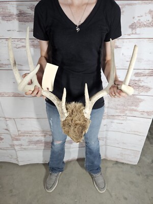 Wild 8 Point Whitetail Deer Antler Rack Horn Skull Plate Man Cave 120 ...