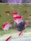 Pack of 2 -High Quality Albino Koi Red Cap Angelfish 2.5in+ - Born in USA