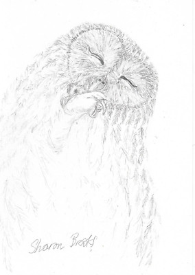 Sleepy Owl Bleistiftskizze von Sharon Louise Brooks