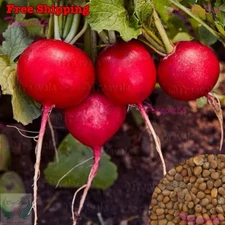 German Giant Radish Seeds - Large Red Globe Radishes | Vegetable Seeds