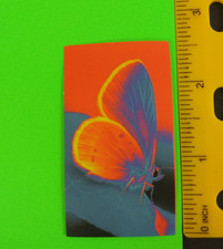Butterfly Bright Colorful Sticker AJ 