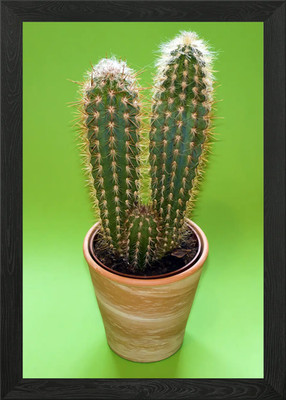 cactus plant Framed Wall Art Poster Canvas Print Picture