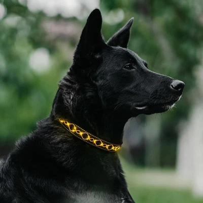 ILLES-LAEDCHEN Hunde-Halsband Hundehalsband LED Halsband Blinklicht wiederaufladbar USB C
