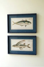Navy Framed Fish Prints Wall Art Prints Under Glass ~ Set Of 2