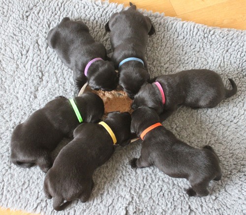 6 WhelpIDcollars - Whelping Puppy & Kitten ID Velcro Collar Bands - For Breeders - Picture 9 of 13