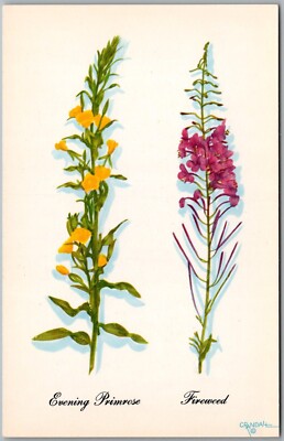 Postcard Harrison R Crandall; Evening Primrose-Firweed Grand Teton Nat'l Park ii