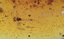 Ephemeroptera (Mayfly), Fossil Insect Inclusions in Burmese Amber