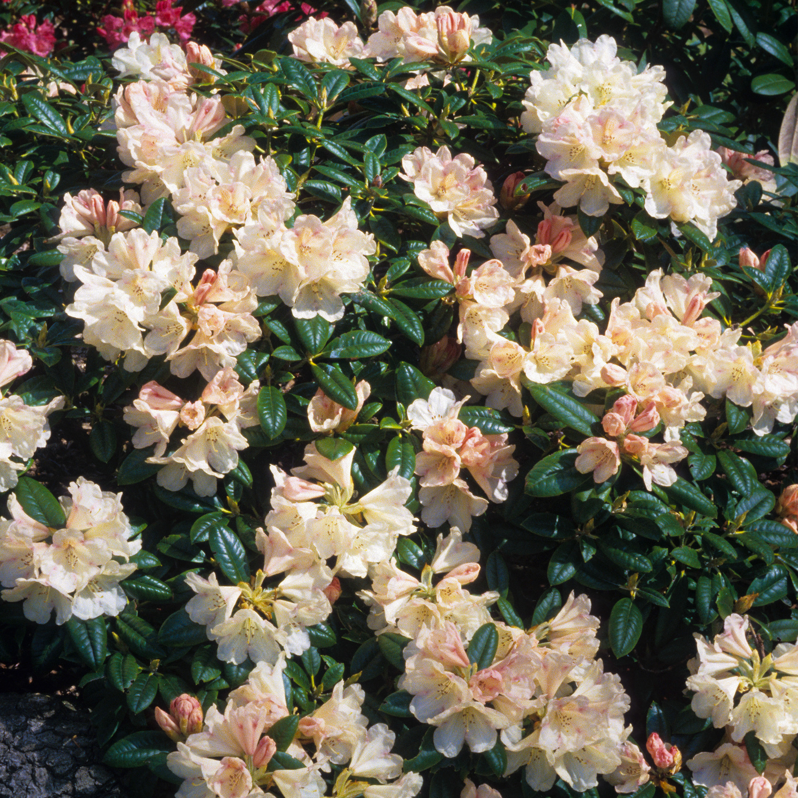 Rhododendron Dusty Miller Shrubs for the Garden Outdoor Garden Plants 1L Pot