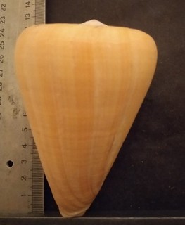 COLLECTION COQUILLAGE : CONUS BETULINUS IMMACULATA