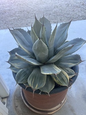アガベ Agave parryi var. truncata 'Orizaba' 289 LG Specimen! - Agave Parryi Truncata 'Orizaba Beautiful!! | eBay