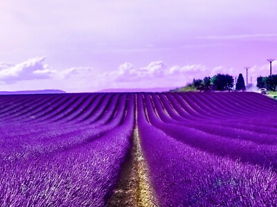 Wandbild Foto - Lavender Fields I, Provence- XL A3 Poster- Deko