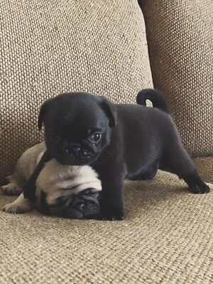 pugalier for sale gumtree