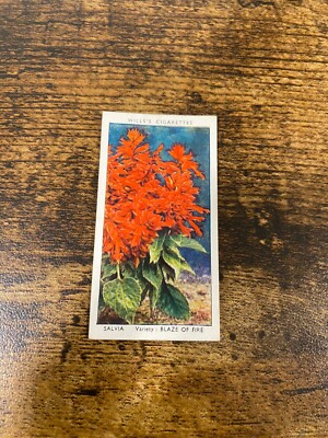 1939 Wills's Garden Flowers 41 Salvia