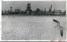1982 Press Photo Black Skimmers At Dow Chemical Co. Plant in Freeport, Texas.