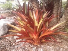 Aechmea 'Burgundy' Bromeliad, 1 large House Plant Or Easy Garden