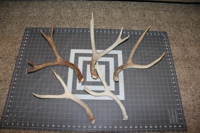 5 fresher Small Medium Mule deer shed antlers  / elk sheds whitetail antler 318