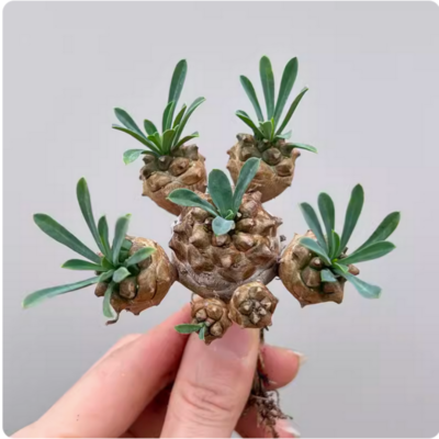 Succulent Plant - Euphorbia Bupleurifolia Gabizan Cactus Live Plant