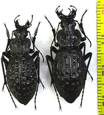 Carabidae, Carabus (Hygrocarabus) variolosus variolosus pair A1, W. Ukraine