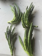 Black Bell - Stapelia LIVE Plant - Succulent - LEENDERTZIAE Huernia rare Orbea